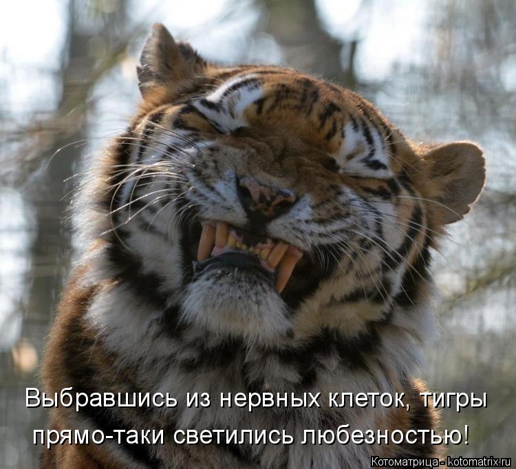 Выбравшись из нервных клеток, тигры прямо-таки светились любезностью!... Котоматрица: Выбравшись из нервных клеток, тигры прямо-таки светились любезностью!
