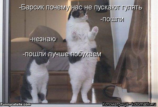 -Барсик почему нас не пускают гулять -незнаю -пошли лучше побухаем -пошли... Котоматрица: -Барсик почему нас не пускают гулять -незнаю -пошли лучше побухаем -пошли