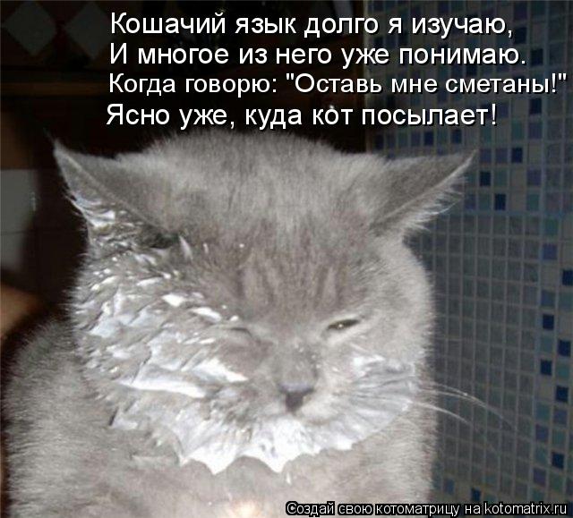 Ясно уже, куда кот посылает! Когда говорю: "Оставь мне сметаны!" Кошачий язык долго я изучаю, И много... Котоматрица: Ясно уже, куда кот посылает! Когда говорю: "Оставь мне сметаны!" Кошачий язык долго я изучаю, И многое из него уже понимаю.