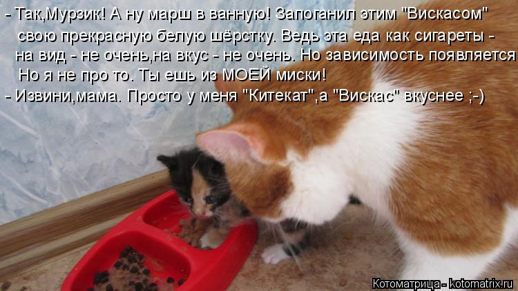 - Так,Мурзик! А ну марш в ванную! Запоганил этим "Вискасом" свою прекрасную белую шёрстку. Ведь эта е... Котоматрица: - Так,Мурзик! А ну марш в ванную! Запоганил этим "Вискасом" свою прекрасную белую шёрстку. Ведь эта еда как сигареты - на вид - не очень,на вкус -