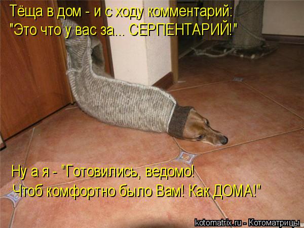 Тёща в дом - и с ходу комментарий: "Это что у вас за... СЕРПЕНТАРИЙ!" Ну а я - "Готовились, ведомо! Ч... Котоматрица: Тёща в дом - и с ходу комментарий: "Это что у вас за... СЕРПЕНТАРИЙ!" Ну а я - "Готовились, ведомо! Чтоб комфортно было Вам! Как ДОМА!"