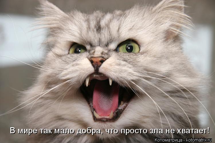 В мире так мало добра, что просто зла не хватает!... Котоматрица: В мире так мало добра, что просто зла не хватает!