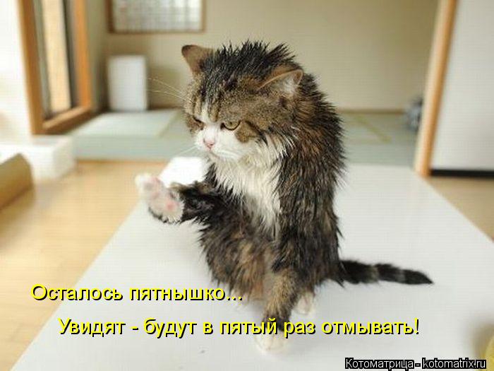 Осталось пятнышко... Увидят - будут в пятый раз отмывать!... Котоматрица: Осталось пятнышко... Увидят - будут в пятый раз отмывать!