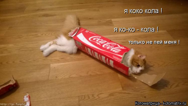 Котоматрица: я коко кола ! я ко-ко - кола ! только не пей меня !