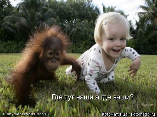 Где тут наши,а где ваши?... Котоматрица: Где тут наши,а где ваши?