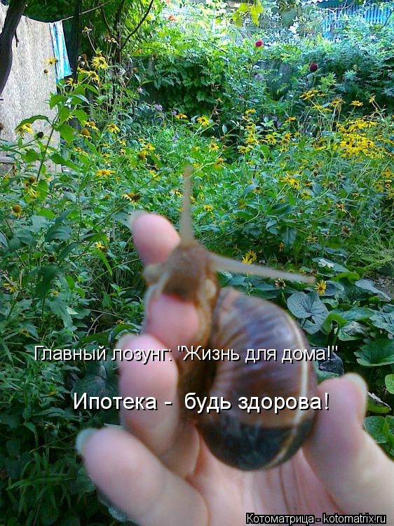 Главный лозунг: "Жизнь для дома!" Ипотека - будь здорова!... Котоматрица: Главный лозунг: "Жизнь для дома!" Ипотека - будь здорова!