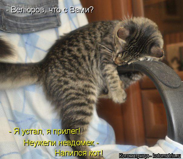 - Велюров, что с Вами? - Я устал, я прилег! Напился кот! Неужели невдомек -... Котоматрица: - Велюров, что с Вами? - Я устал, я прилег! Напился кот! Неужели невдомек -