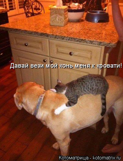 Давай вези мой конь меня к кровати!!... Котоматрица: Давай вези мой конь меня к кровати!!