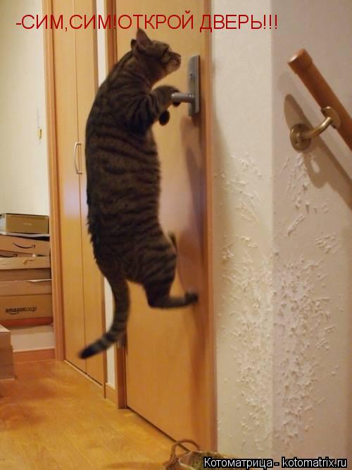 -СИМ,СИМ!ОТКРОЙ ДВЕРЬ!!!... Котоматрица: -СИМ,СИМ!ОТКРОЙ ДВЕРЬ!!!