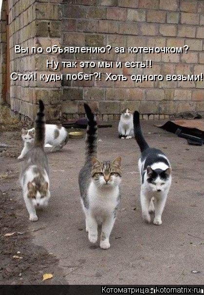 Котоматрица: Вы по объявлению? за котеночком?  Ну так это мы и есть!!  Стой! куды побег?!  Хоть одного возьми!!
