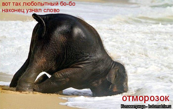 Котоматрица: отморозок вот так любопытный бо-бо наконец узнал слово