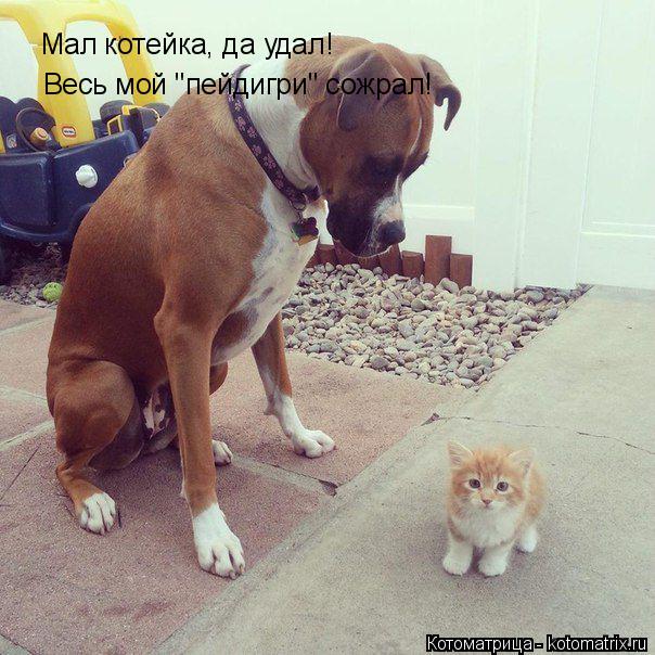 Котоматрица: Мал котейка, да удал! Весь мой "пейдигри" сожрал!