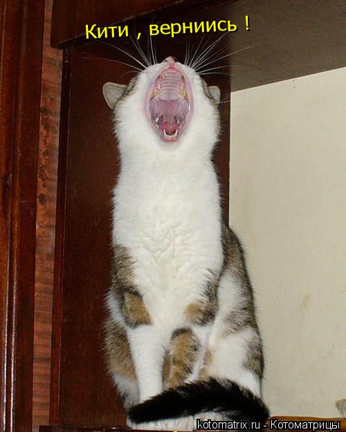 Котоматрица: Кити , верниись !