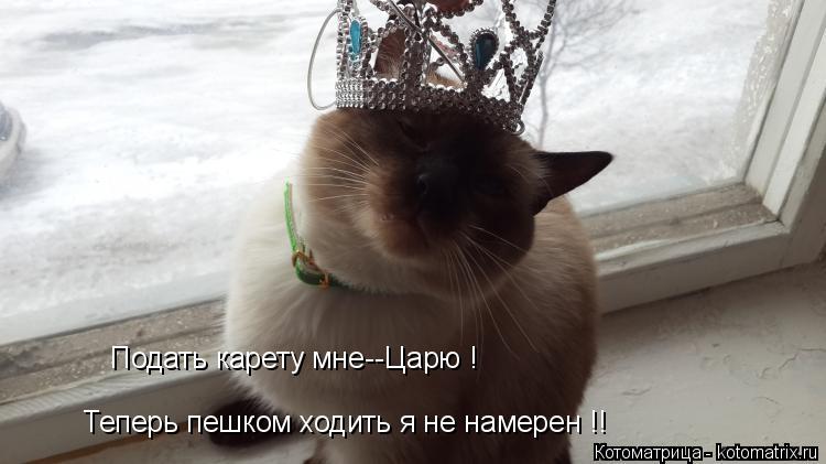 Котоматрица: Подать карету мне--Царю ! Теперь пешком ходить я не намерен !!