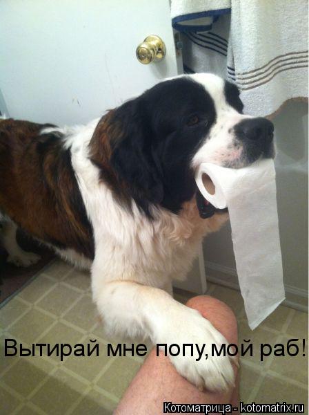 Котоматрица: Вытирай мне попу,мой раб!