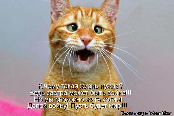 Котоматрица: К чему такая жизнь нужна? Ведь завтра может быть война!!! Но мы спокойно жить хотим! Долой войну! Пусть будет мир!!!