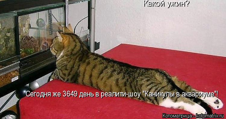 Какой ужин? Сегодня же 3649 день в реалити-шоу "Каникулы в аквариуме"!... Котоматрица: Какой ужин? Сегодня же 3649 день в реалити-шоу "Каникулы в аквариуме"!