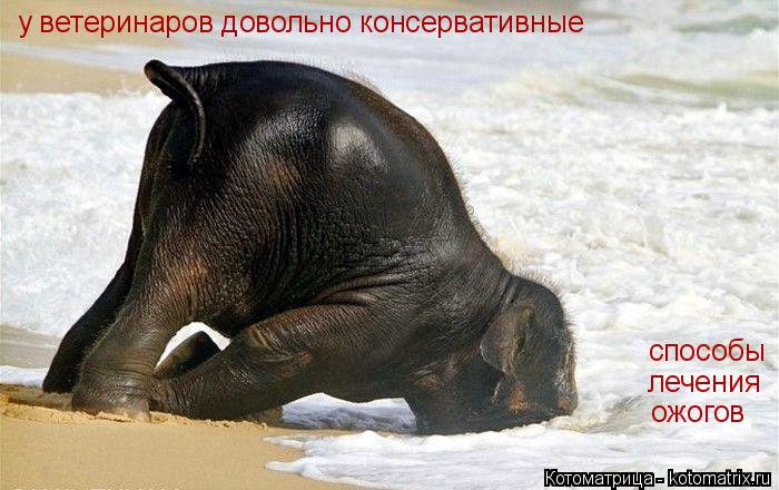 Котоматрица: у ветеринаров довольно консервативные способы  лечения  ожогов