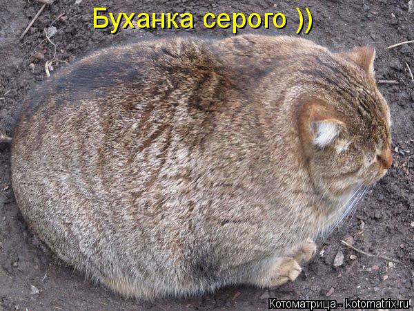 Буханка серого ))... Котоматрица: Буханка серого ))