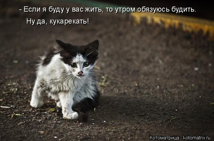 - Если я буду у вас жить, то утром обязуюсь будить. Ну да, кукарекать!... Котоматрица: - Если я буду у вас жить, то утром обязуюсь будить. Ну да, кукарекать!