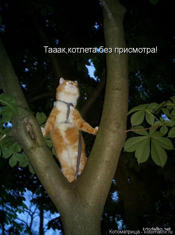 Тааак,котлета без присмотра!... Котоматрица: Тааак,котлета без присмотра!