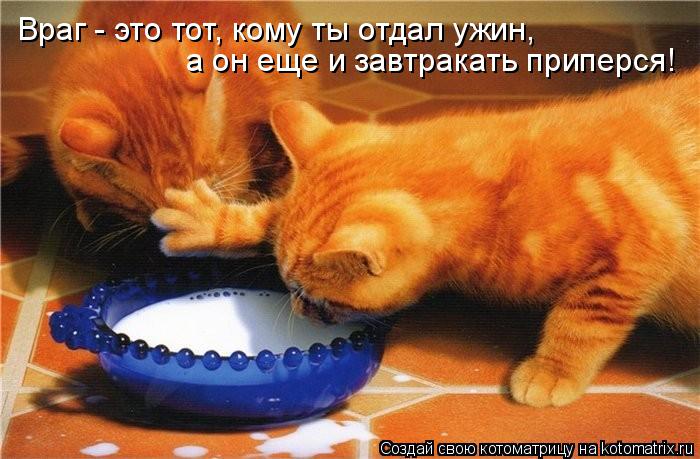Котоматрица: Враг - это тот, кому ты отдал ужин,  а он еще и завтракать приперся!