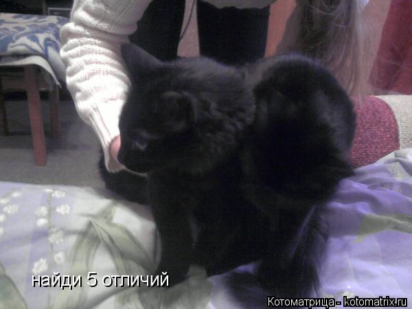 Котоматрица: найди 5 отличий