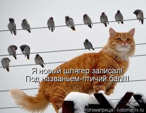 Котоматрица: Я новый шлягер записал! Под названьем-птичий бал!!!