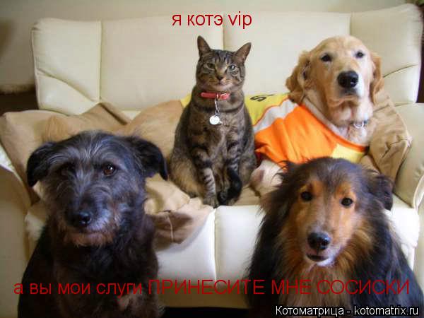 Котоматрица: я котэ vip а вы мои слуги ПРИНЕСИТЕ МНЕ СОСИСКИ