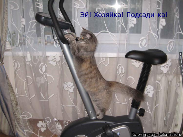 Котоматрица: Эй! Хозяйка! Подсади-ка!