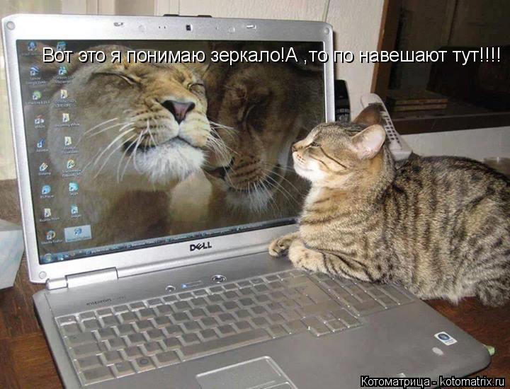 Котоматрица: Вот это я понимаю зеркало!А ,то по навешают тут!!!!