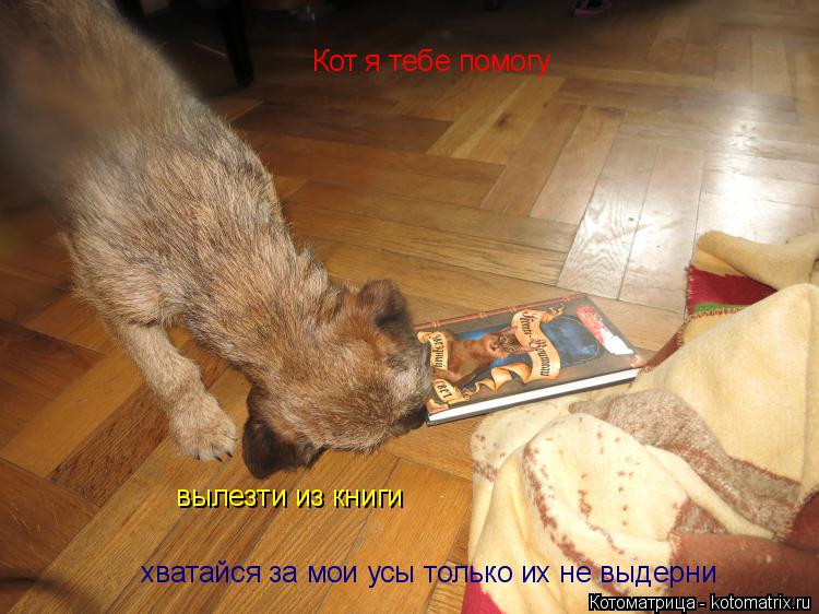 Котоматрица: Кот я тебе помогу вылезти из книги хватайся за мои усы только их не выдерни