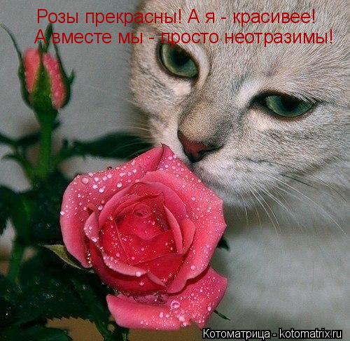 Котоматрица: Розы прекрасны! А я - красивее! А вместе мы - просто неотразимы!
