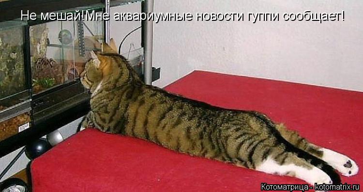 Не мешай!Мне аквариумные новости гуппи сообщает!... Котоматрица: Не мешай!Мне аквариумные новости гуппи сообщает!