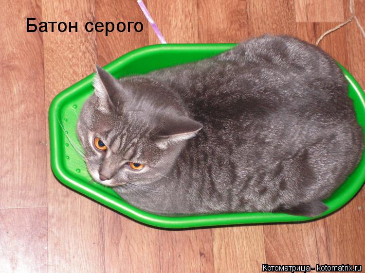 Котоматрица: Батон серого