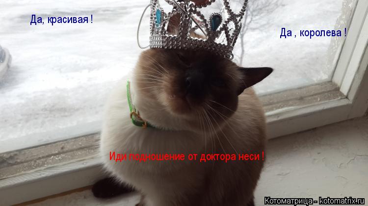 Котоматрица: Да, красивая ! Да , королева ! Иди подношение от доктора неси !