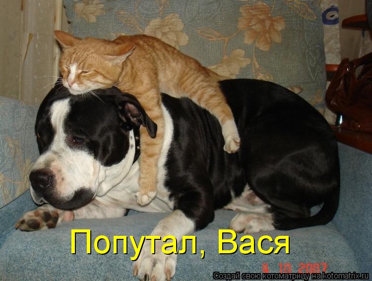 Котоматрица: Попутал, Вася
