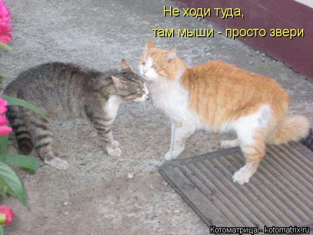 Котоматрица: Не ходи туда, там мыши - просто звери