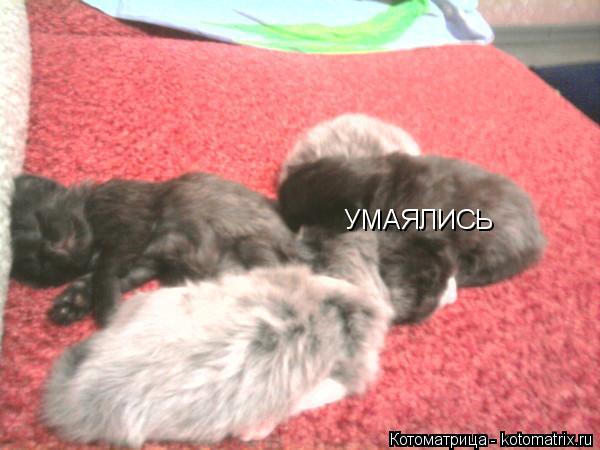Котоматрица: УМАЯЛИСЬ
