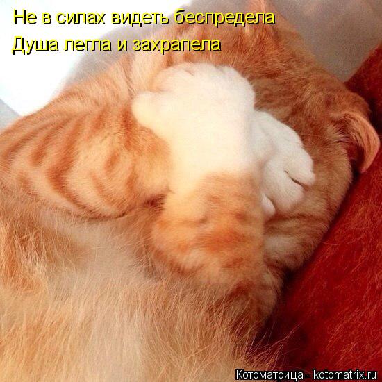 Не в силах видеть беспредела Душа легла и захрапела... Котоматрица: Не в силах видеть беспредела Душа легла и захрапела