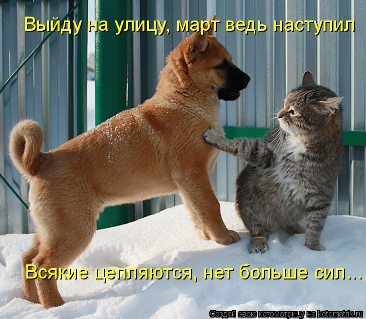 Котоматрица: Выйду на улицу, март ведь наступил Всякие цепляются, нет больше сил...