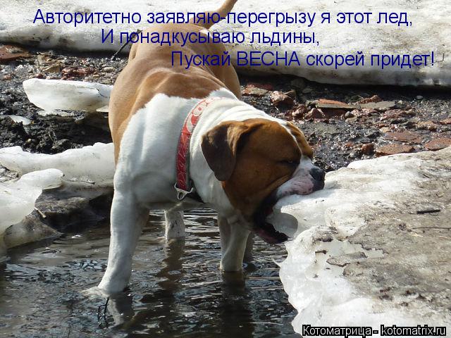 Котоматрица: Авторитетно заявляю-перегрызу я этот лед, И понадкусываю льдины, Пускай ВЕСНА скорей придет!