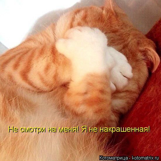 Котоматрица: Не смотри на меня! Я не накрашенная!