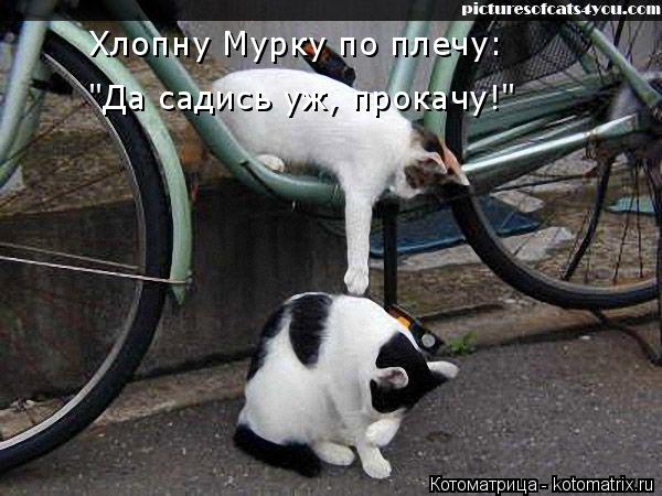 Котоматрица: "Да садись уж, прокачу!" Хлопну Мурку по плечу: