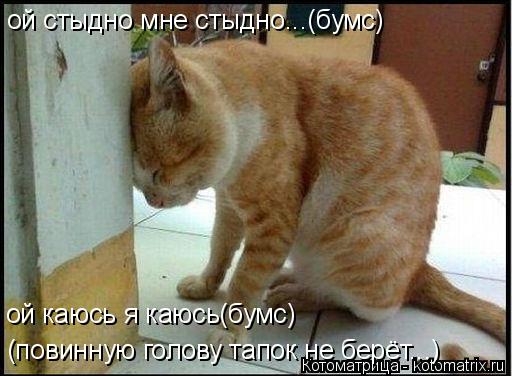ой стыдно мне стыдно...(бумс) ой каюсь я каюсь(бумс) (повинную голову тапок не берёт...)... Котоматрица: ой стыдно мне стыдно...(бумс) ой каюсь я каюсь(бумс) (повинную голову тапок не берёт...)