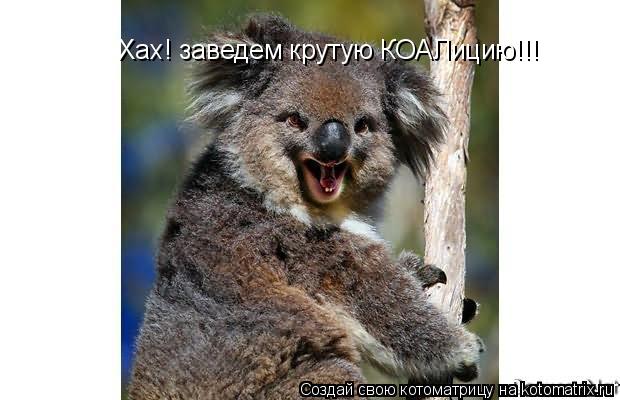 Котоматрица: Хах! заведем крутую КОАЛицию!!!