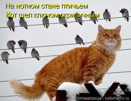 На нотном стане птичьем Кот шел ключом скрипичным... Котоматрица: На нотном стане птичьем Кот шел ключом скрипичным
