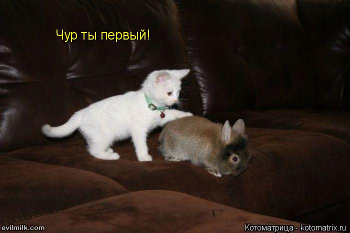 Котоматрица: Чур ты первый!