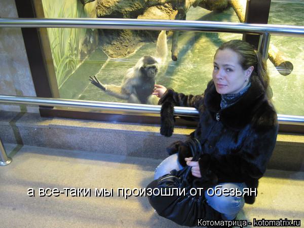 Котоматрица: а все-таки мы произошли от обезьян