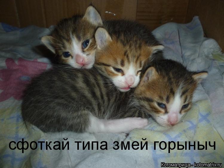 Котоматрица: сфоткай типа змей горыныч